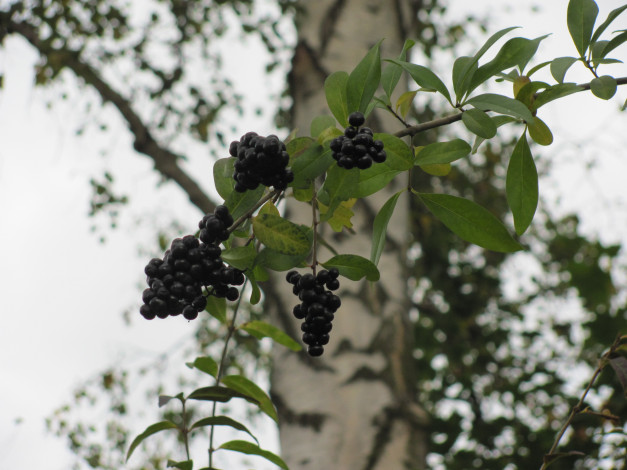 Обои картинки фото природа, Ягоды, ветка, черные, ягоды