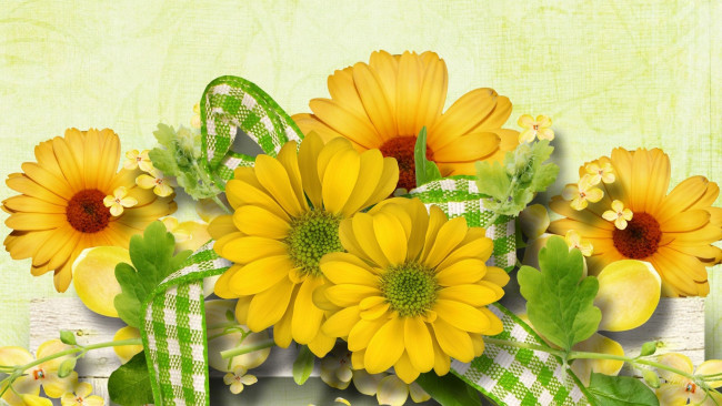Обои картинки фото цветы, хризантемы, желтый, лента