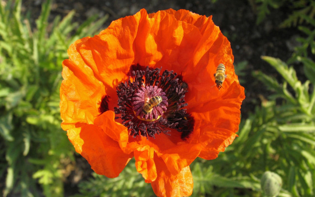 Обои картинки фото цветы, маки, пчелы, оранжевый