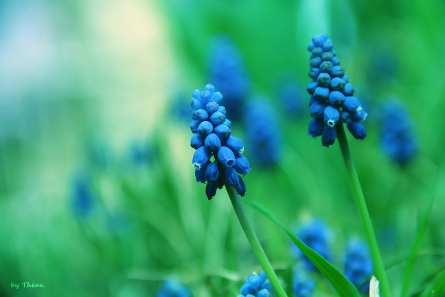 Обои картинки фото автор, thean, цветы, гиацинты, голубой, мускари