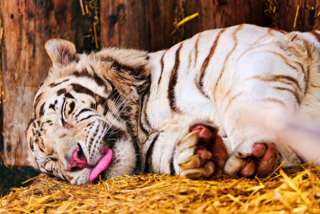 Обои картинки фото спящий, тигр, животные, тигры, белый, спит, морда, язык