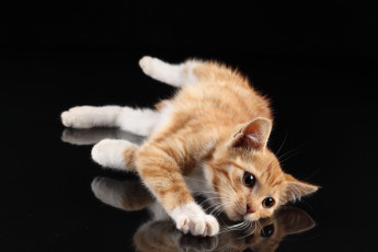 Картинка животные коты котёнок отражение