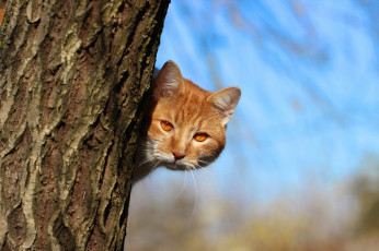 Картинка животные коты дерево рыжий морда