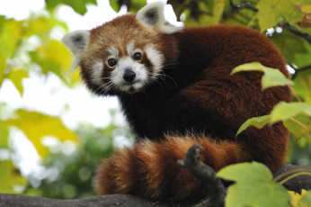 Картинка животные панды хвост красная панда