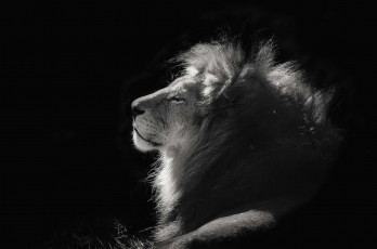 Картинка животные львы профиль грива царь