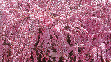 Картинка цветы цветущие деревья кустарники розовый