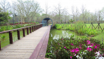 Картинка природа парк иостик цветы водоем