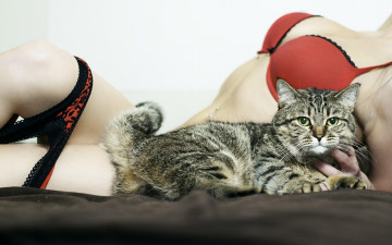 Картинка животные коты трусики грудь девушка