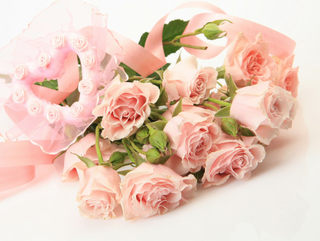 Обои картинки фото цветы, розы, розовый, лента