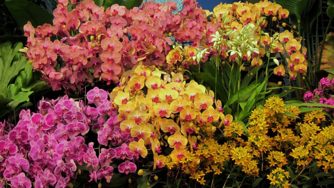Обои картинки фото цветы, орхидеи, много, экзотика