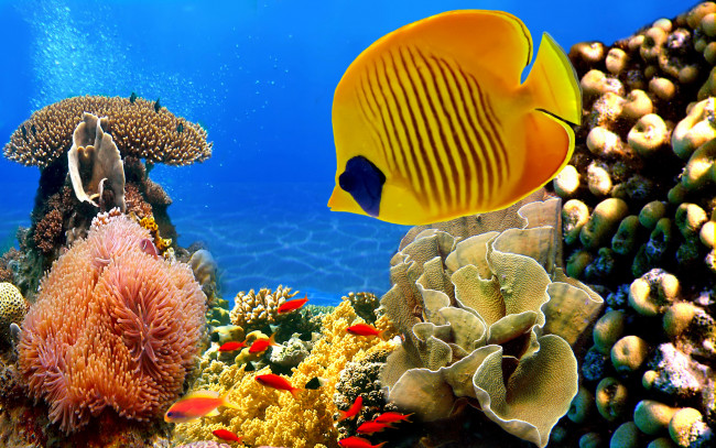 Обои картинки фото животные, рыбы, golden, butterflyfish, кораллы