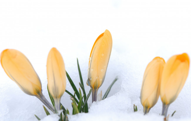 Обои картинки фото цветы, крокусы, весна, бутоны, снег