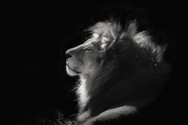 Обои картинки фото животные, львы, профиль, грива, царь