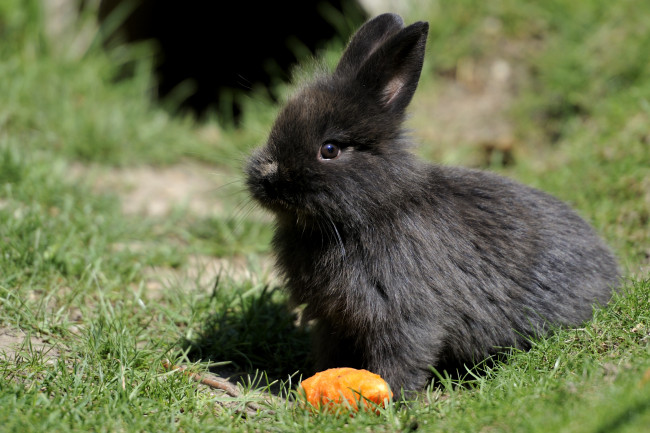 Обои картинки фото животные, кролики, зайцы, черный, морковка