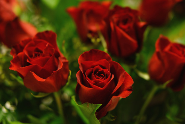Обои картинки фото цветы, розы, красный, букет