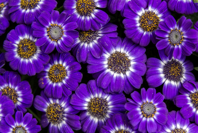 Обои картинки фото цветы, цинерария, фиолетовый
