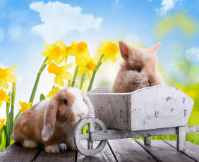 Картинка животные кролики +зайцы пасха праздник лучи боке ветка тюльпаны цветы природа весна easter небо яйца