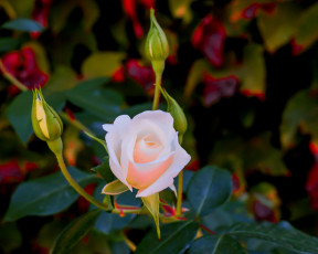 Картинка цветы розы роза бутоны листья