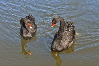 Картинка животные лебеди пара чёрные водоём