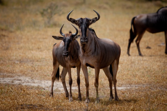 Картинка животные антилопы саванна гну