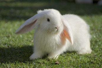 Картинка животные кролики +зайцы белый кролик трава