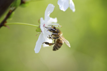 Картинка животные пчелы +осы +шмели пчела цветок