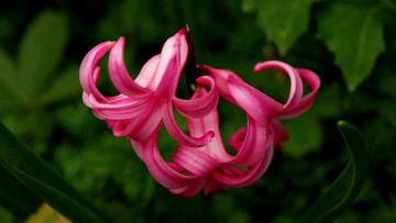 Картинка цветы гиацинты розовые