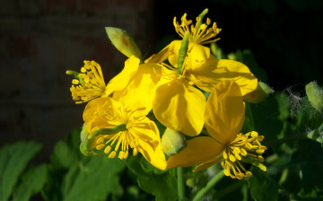 Картинка цветы жёлтые цветочки чистотел солнечно весна цветение лепестки пестики тычинки ярко