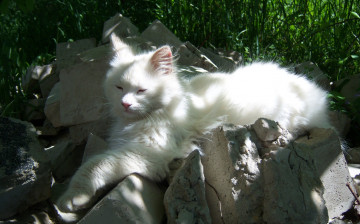 Картинка животные коты дремает ярко солнечно кирпич кот белый битый отдыхает лежит весна трава