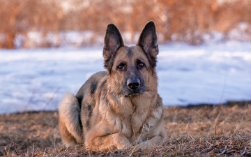 Картинка животные собаки взгляд немецкая овчарка