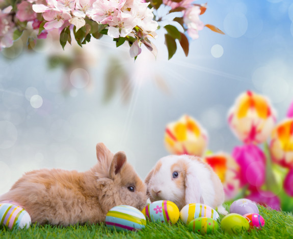Обои картинки фото животные, кролики,  зайцы, доски, природа, весна, easter, облака, небо, пасха, праздник, тележка, нарциссы, цветы