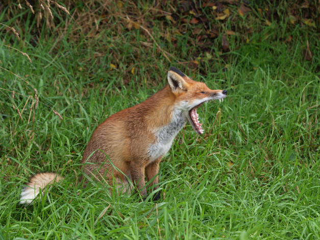 Обои картинки фото животные, лисы, лисичка, природа