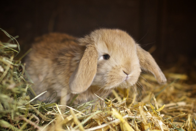 Обои картинки фото животные, кролики,  зайцы, кролик, сено
