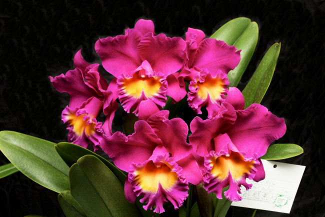 Обои картинки фото цветы, орхидеи, листья, розовая, орхидея