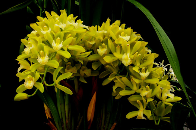 Обои картинки фото цветы, орхидеи, листья, зеленая, орхидея