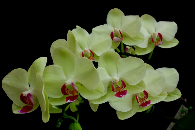 Обои картинки фото цветы, орхидеи, листья, зеленая, орхидея