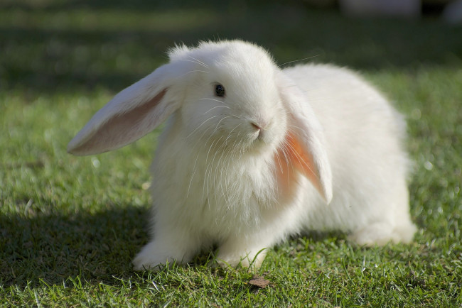 Обои картинки фото животные, кролики,  зайцы, белый, кролик, трава