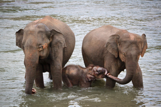 Обои картинки фото животные, слоны, семейка, река, купание
