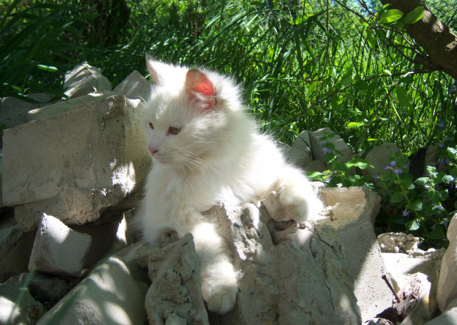 Обои картинки фото животные, коты, битый, белый, кот, лежит, весна, трава, кирпич, солнечно, ярко