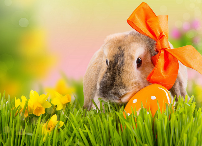 Обои картинки фото животные, кролики,  зайцы, кролик, нарциссы, яйцо, праздник, пасха, бант, боке, природа, цветы, трава, весна, easter