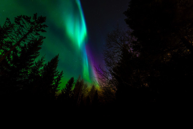 Обои картинки фото природа, северное сияние, норвегия, северное, сияние, ночь, деревья, силуэт