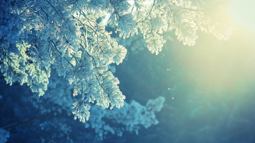 Картинка природа деревья свет зима снег иней ветки