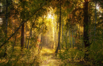 Картинка природа лес солнечные лучи свет утро сосны михаил msh тропинка