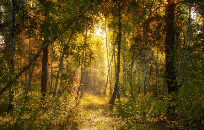 Обои картинки фото природа, лес, солнечные, лучи, свет, утро, сосны, михаил, msh, тропинка