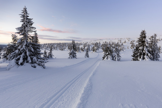 Обои картинки фото природа, зима, norway, норвегия, снег, lillehammer, деревья