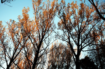 обоя природа, деревья, осень