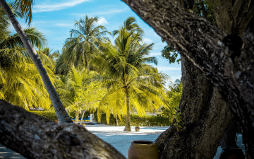 Картинка природа тропики пальмы