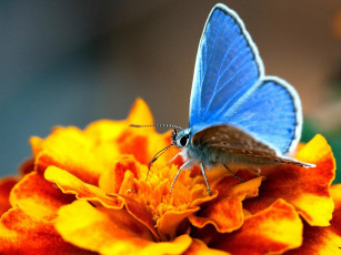 обоя животные, бабочки,  мотыльки,  моли, бабочка, голубая, цветок