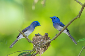 Картинка животные гнезда+птиц птицы