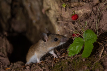 Картинка животные крысы +мыши мышь